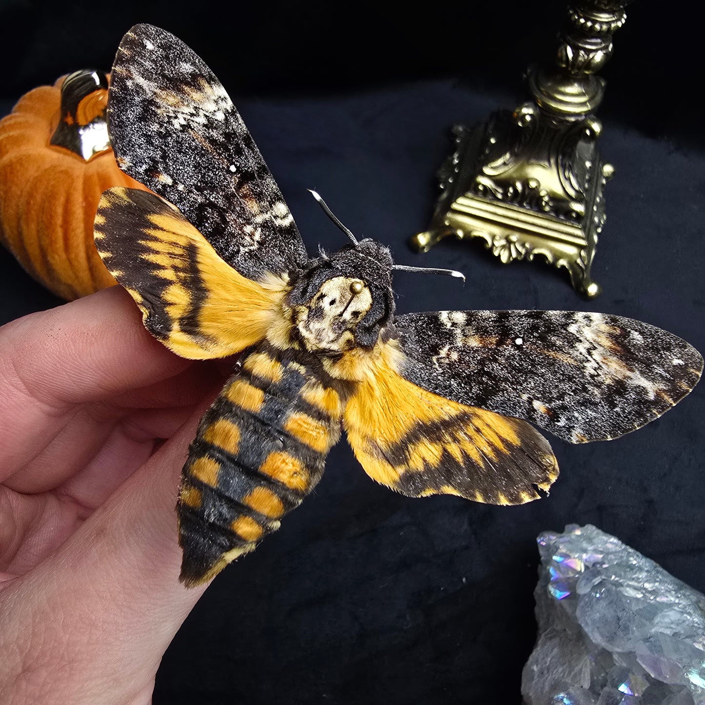 Finest Obituaries | Präparierte Motte im Rahmen "Acherontia Atropos"