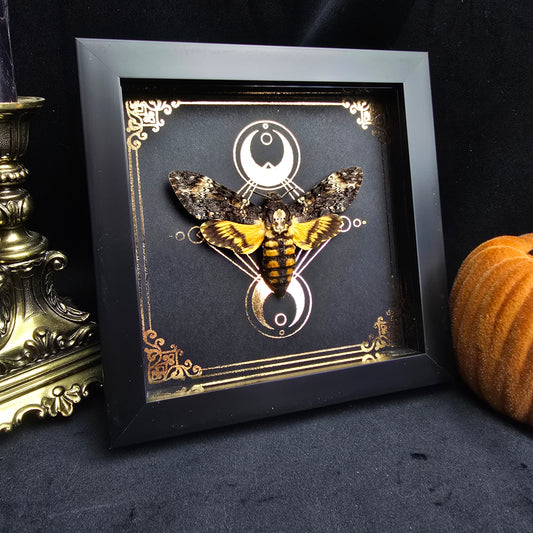 Finest Obituaries Acherontia Atropos Totenkopfmotte Totenkopfschwärmer Präparat Taxidermie Ausgestopft specimen mount Insekt