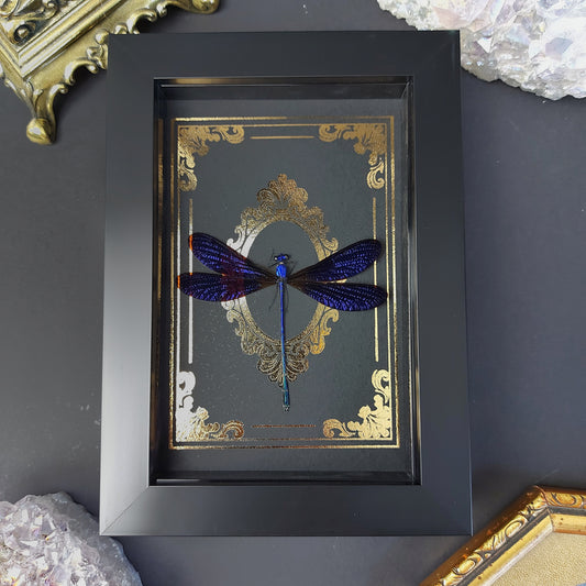 Finest Obituaries | Präparierte Libelle im Rahmen "Vestalis Luctuosa"