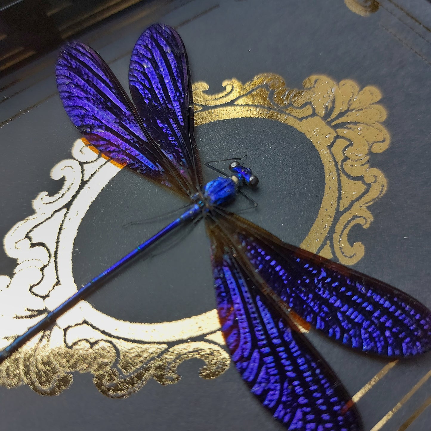 Finest Obituaries | Präparierte Libelle im Rahmen "Vestalis Luctuosa"