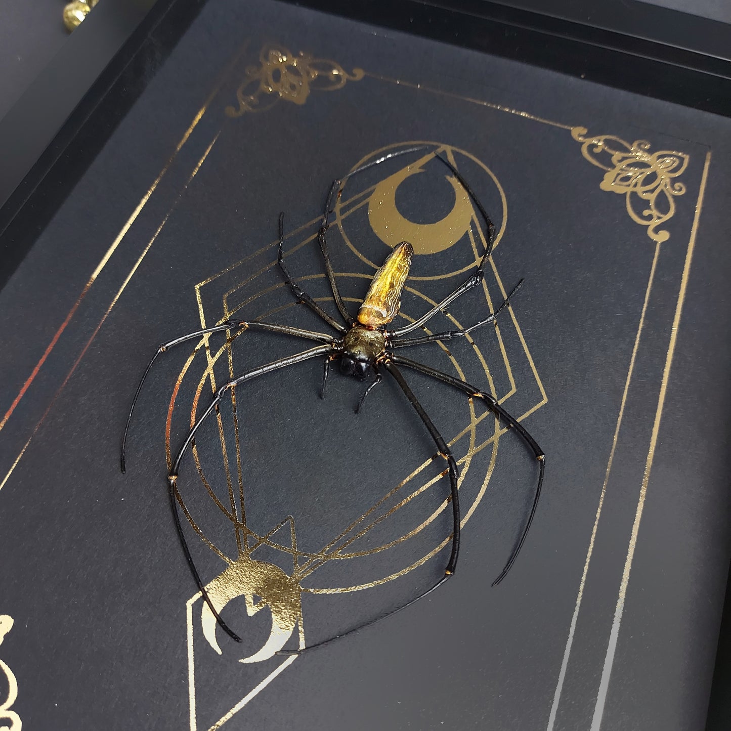 Finest Obituaries | Präparierte Spinne im Rahmen "Nephila Maculata"