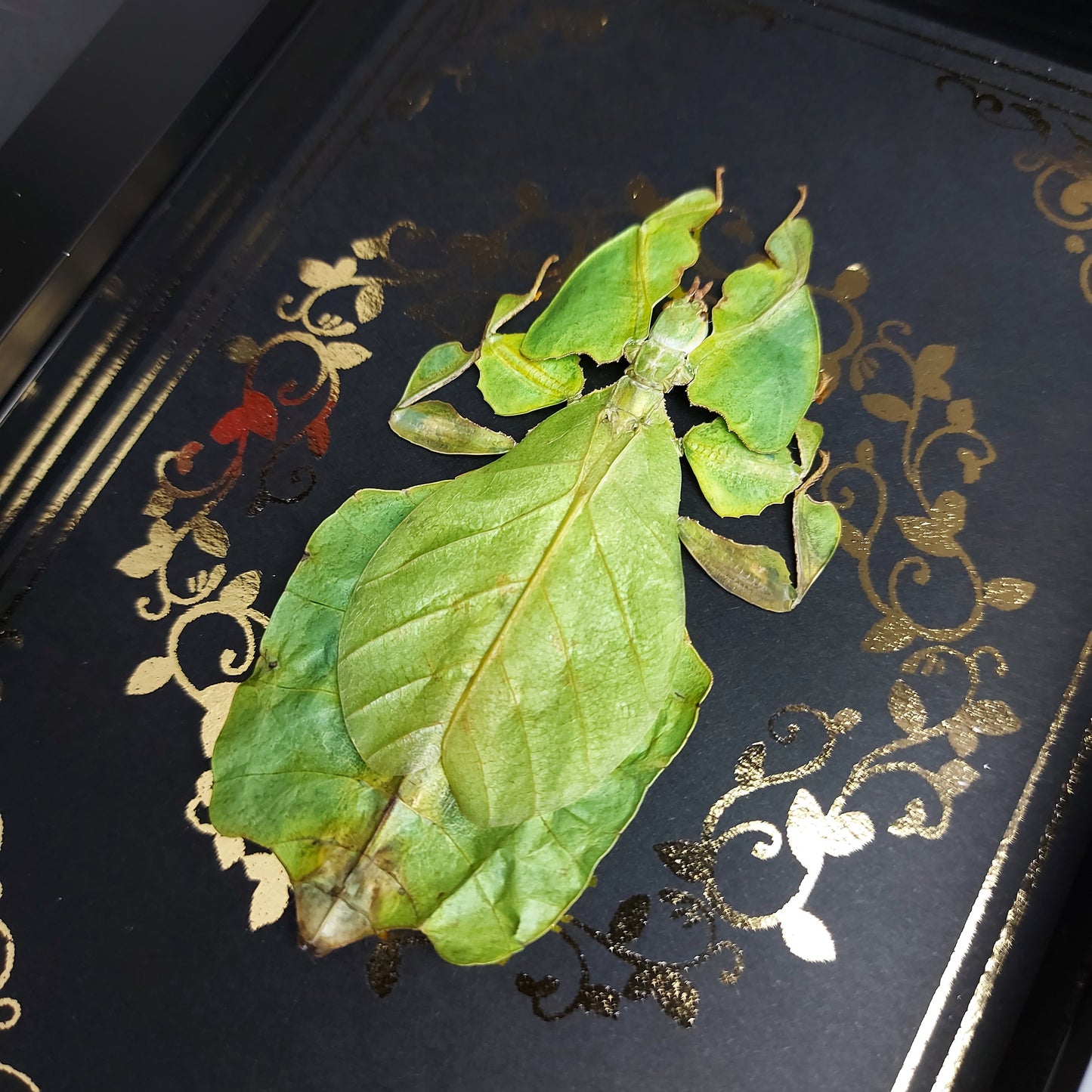 Präpariertes Wandelndes Blatt im Rahmen "Phyllium Pulchrifolium"
