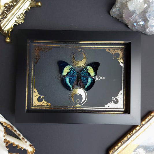 Finest Obituaries | Präparierter Schmetterling im Rahmen "Panacea Prola" Präparat Taxidermie Ausgestopft specimen mount Insekt