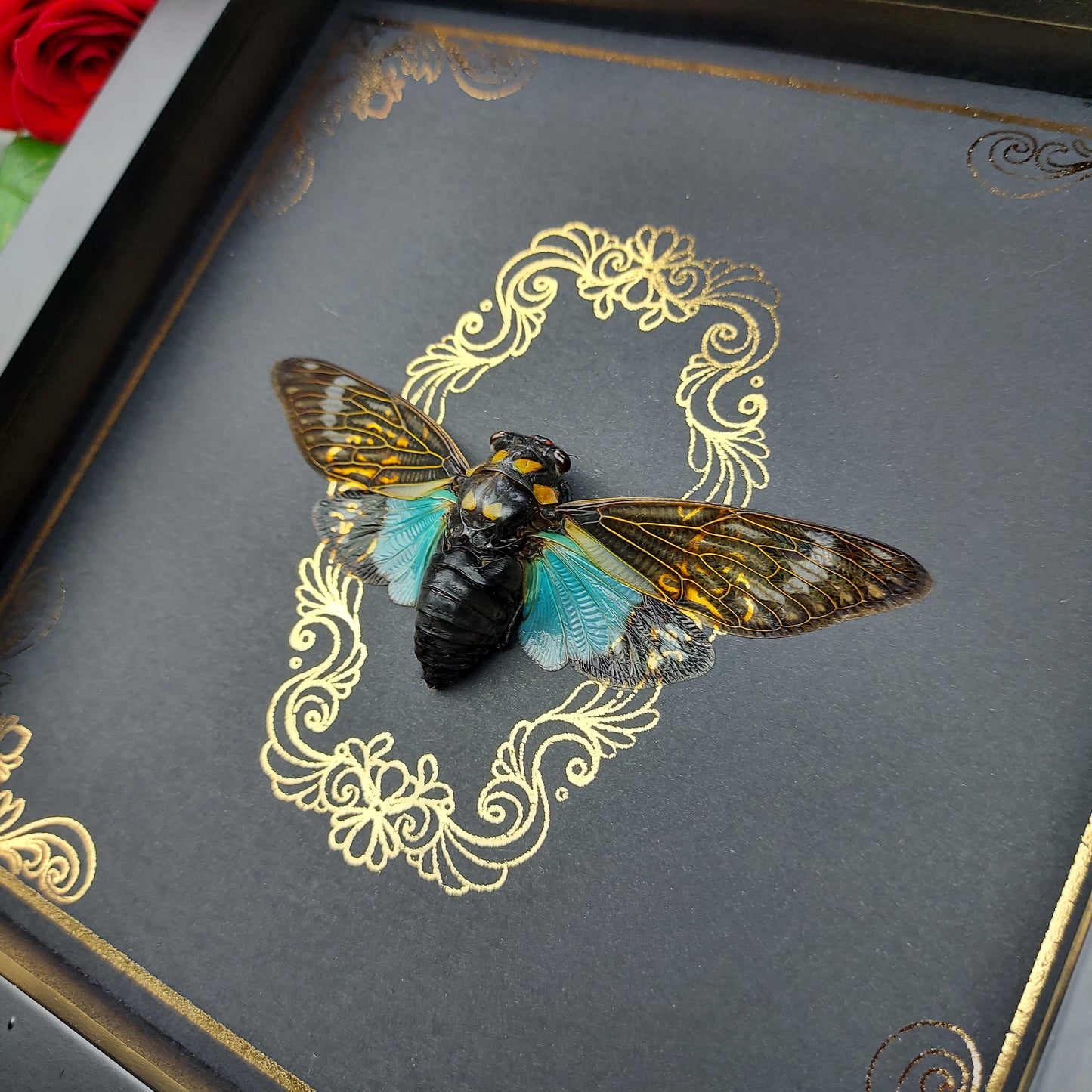Finest Obituaries | Framed Cicada "Tosena Splendida"