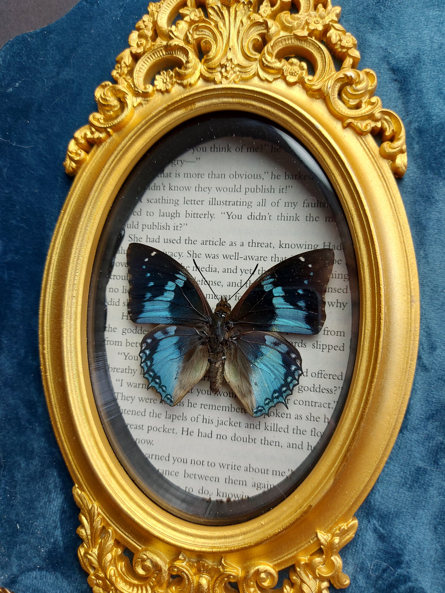 Finest Obituaries | Präparierter Schmetterling "Charaxes Smaragdales" in Barockrahmen