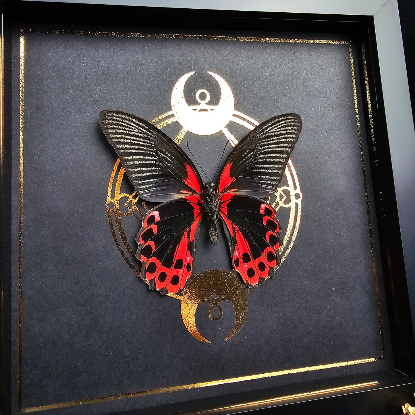 Finest Obituaries | Präparierter Schmetterling im Rahmen "Papilio Rumanzovia" Männchen