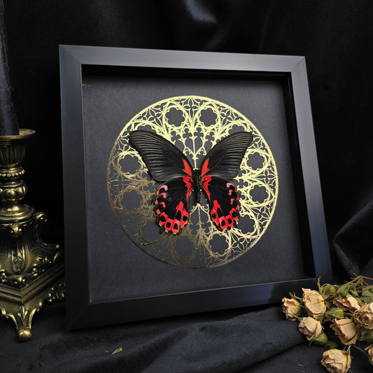 Finest Obituaries | Präparierter Schmetterling im Rahmen "Papilio Rumanzovia" Männchen Präparat Taxidermie Ausgestopft specimen mount Insekt