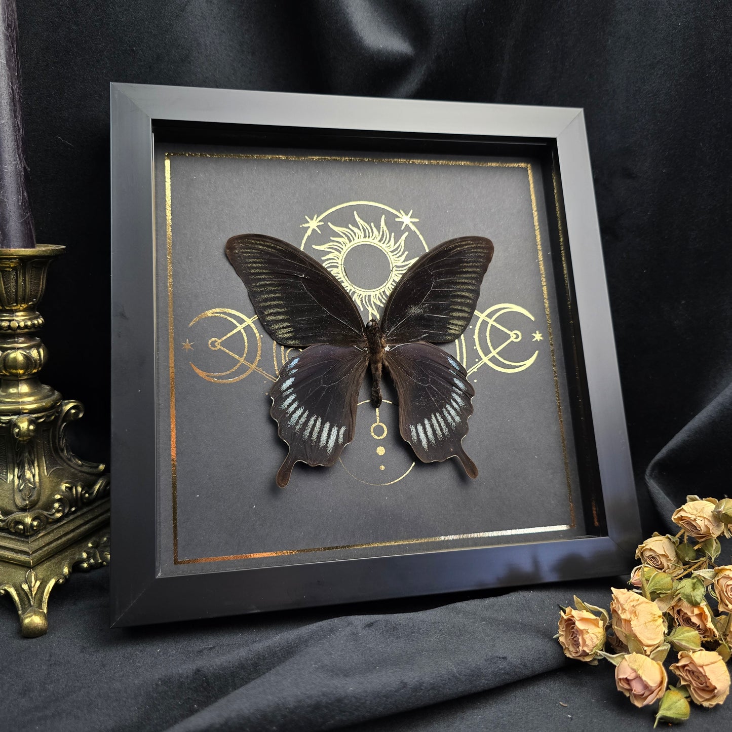 Finest Obituaries | Framed Butterfly "Papilio Deiphobus"