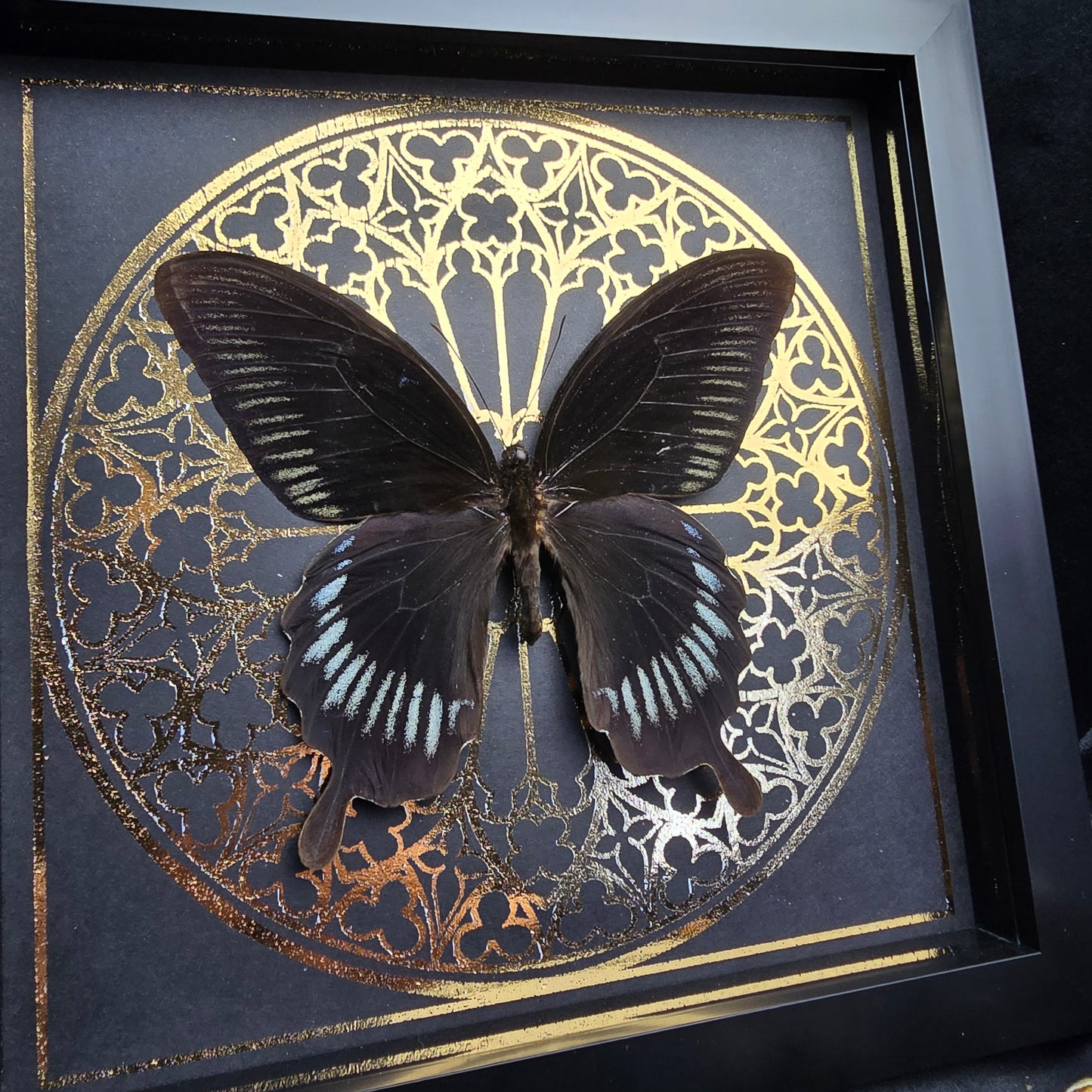 Finest Obituaries | Präparierter Schmetterling im Rahmen "Papilio Deiphobus"