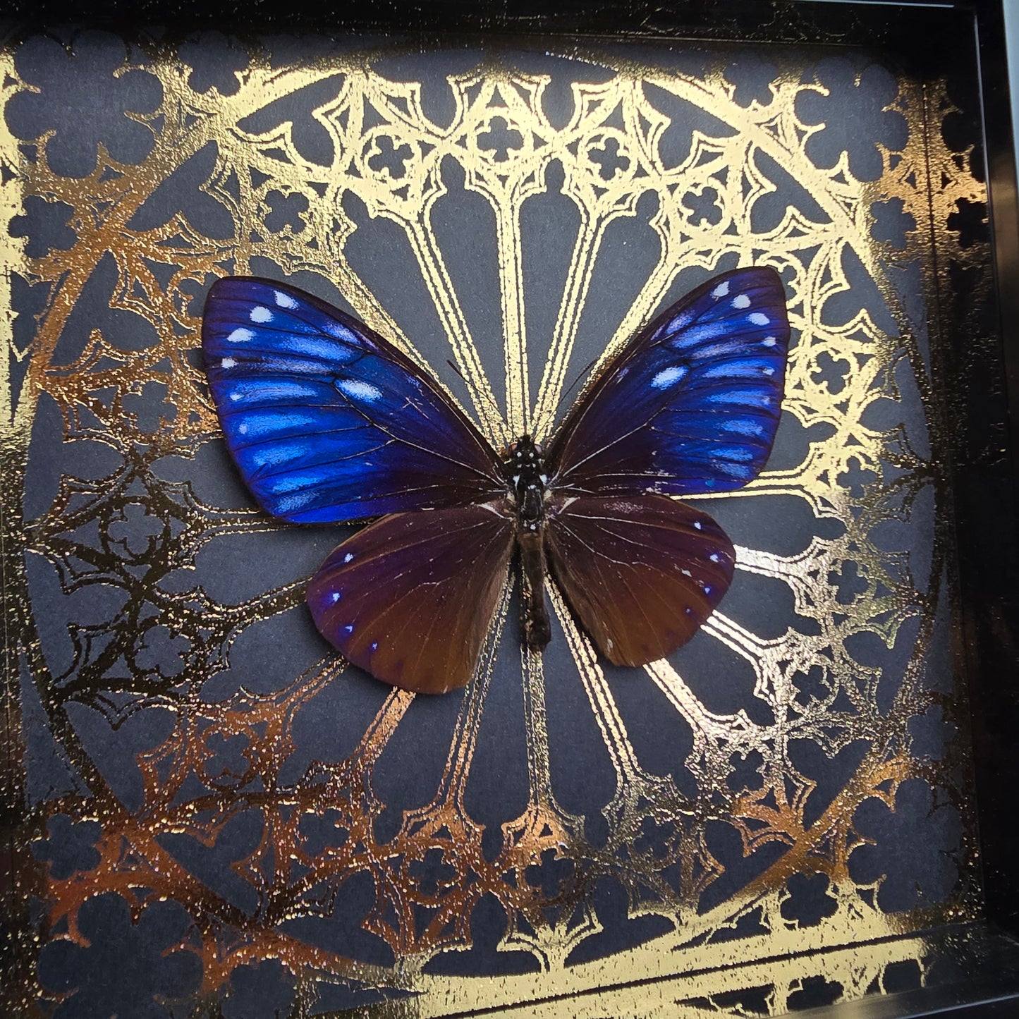 Finest Obituaries | Präparierter Schmetterling im Rahmen "Chilasa Paradoxa Paradoxa"