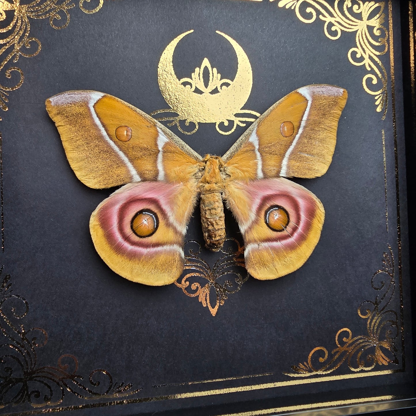 Finest Obituaries | Präparierte Motte im Rahmen "Antheraea Suraka"