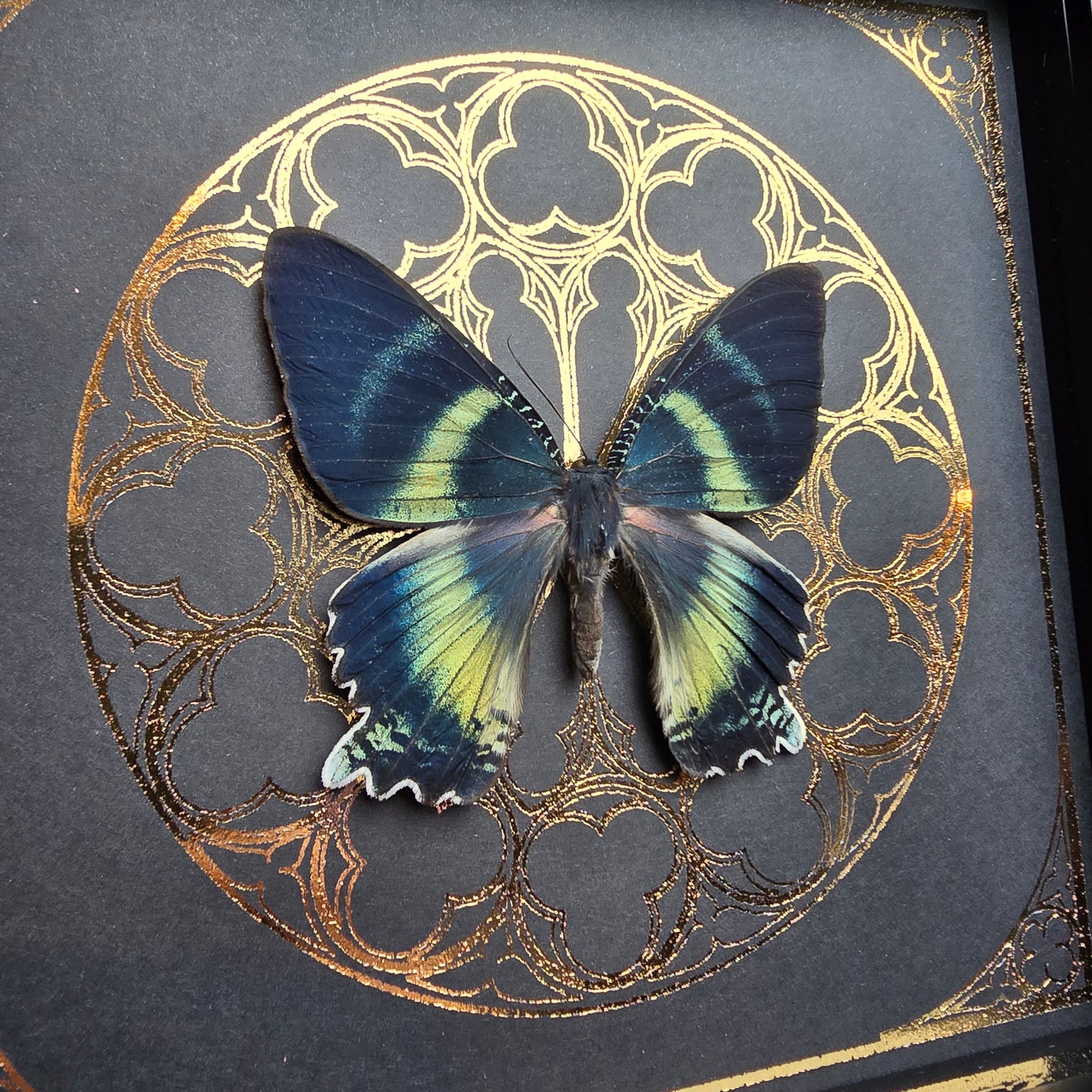 Finest Obituaries | Präparierte Motte im Rahmen "Alcides Orontes"