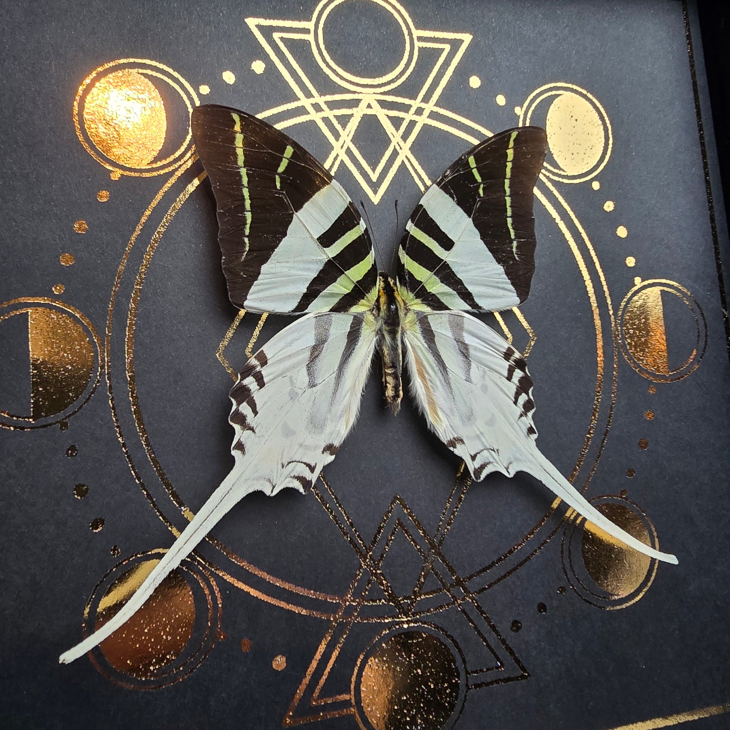 Finest Obituaries | Schmetterling im Rahmen "Graphium Androcles Androcles"