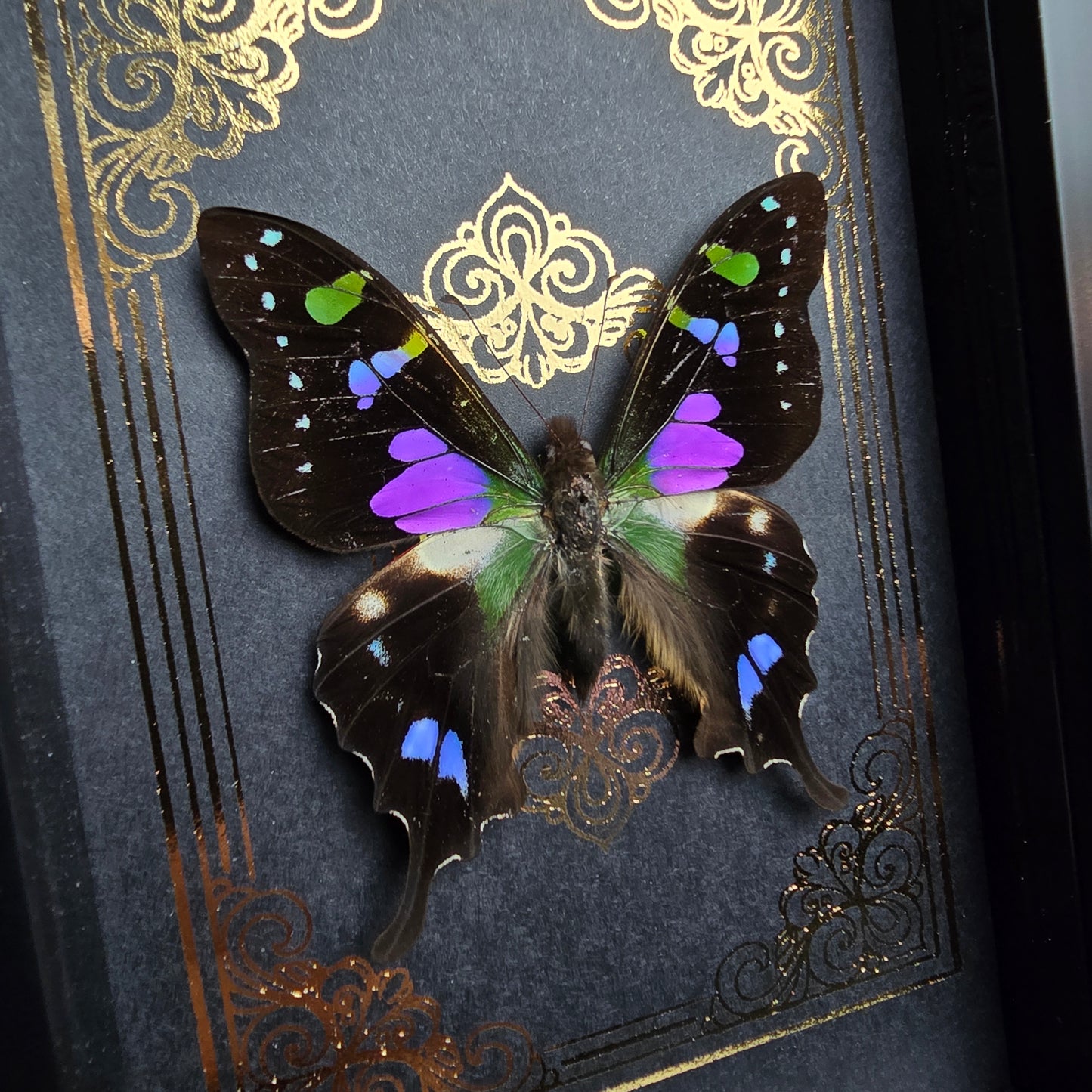 Finest Obituaries | Präparierter Schmetterling im Rahmen "Graphium Weiskei"