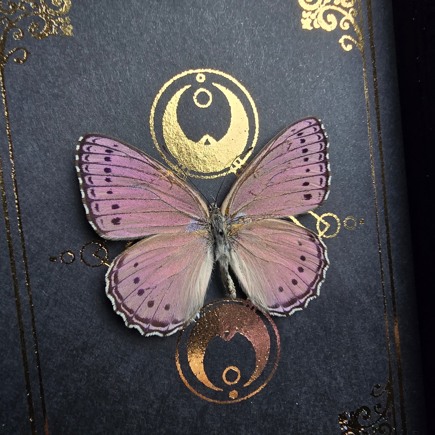 Finest Obituaries | Präparierter Schmetterling im Rahmen "Asterope Pechueli"