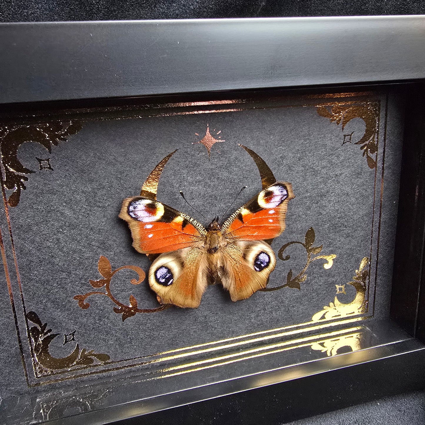 Finest Obituaries | Präparierter Schmetterling im Rahmen "Inachis Io"