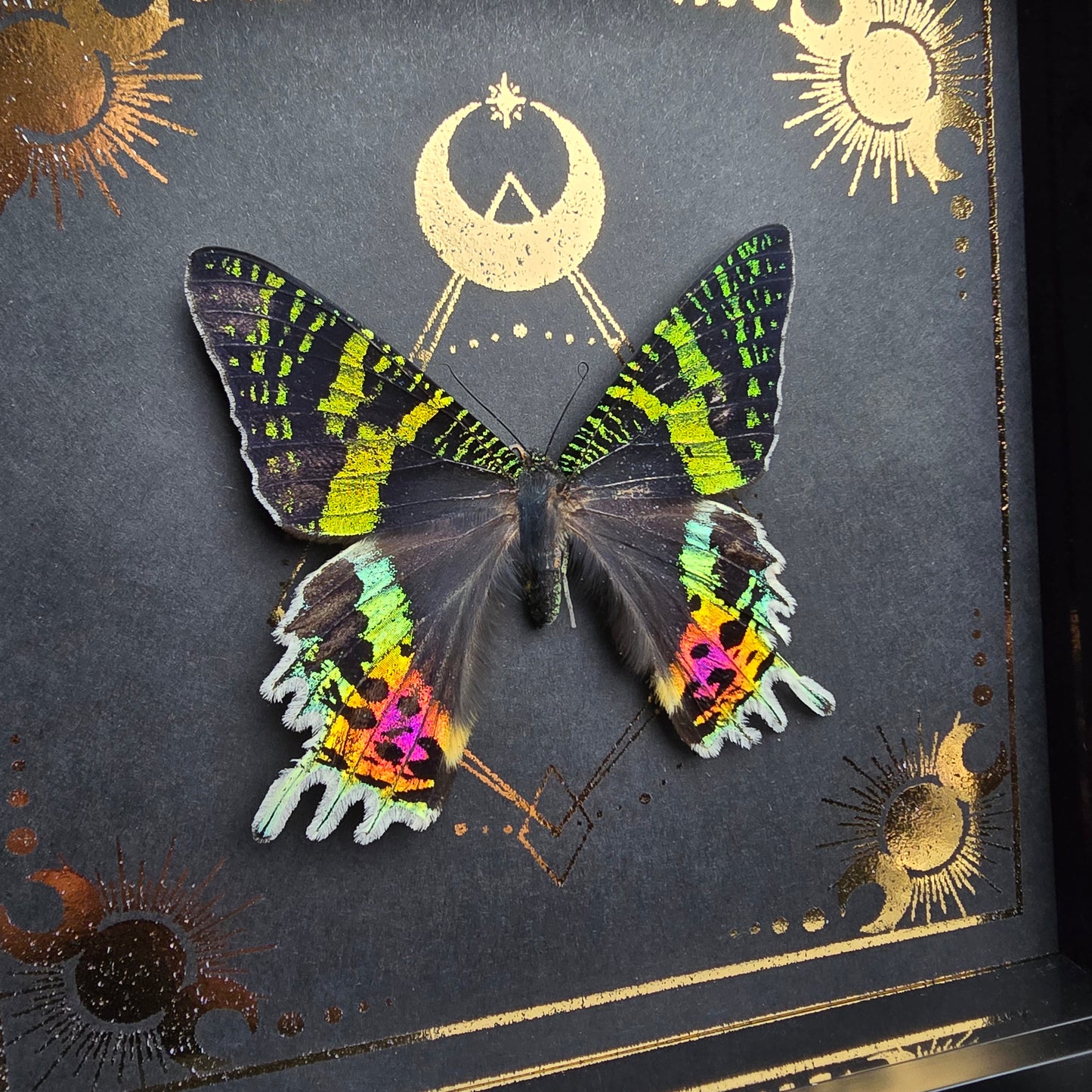 Finest Obituaries | Präparierte Motte im Rahmen "Urania Ripheus"