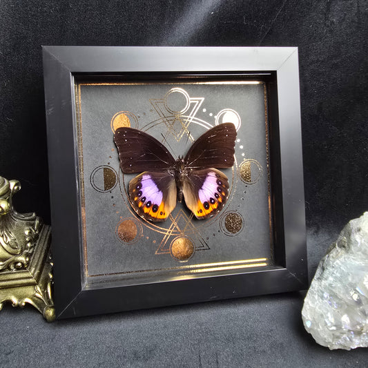 Finest Obituaries | Schmetterling im Rahmen "Hypolimnas Pandarus "