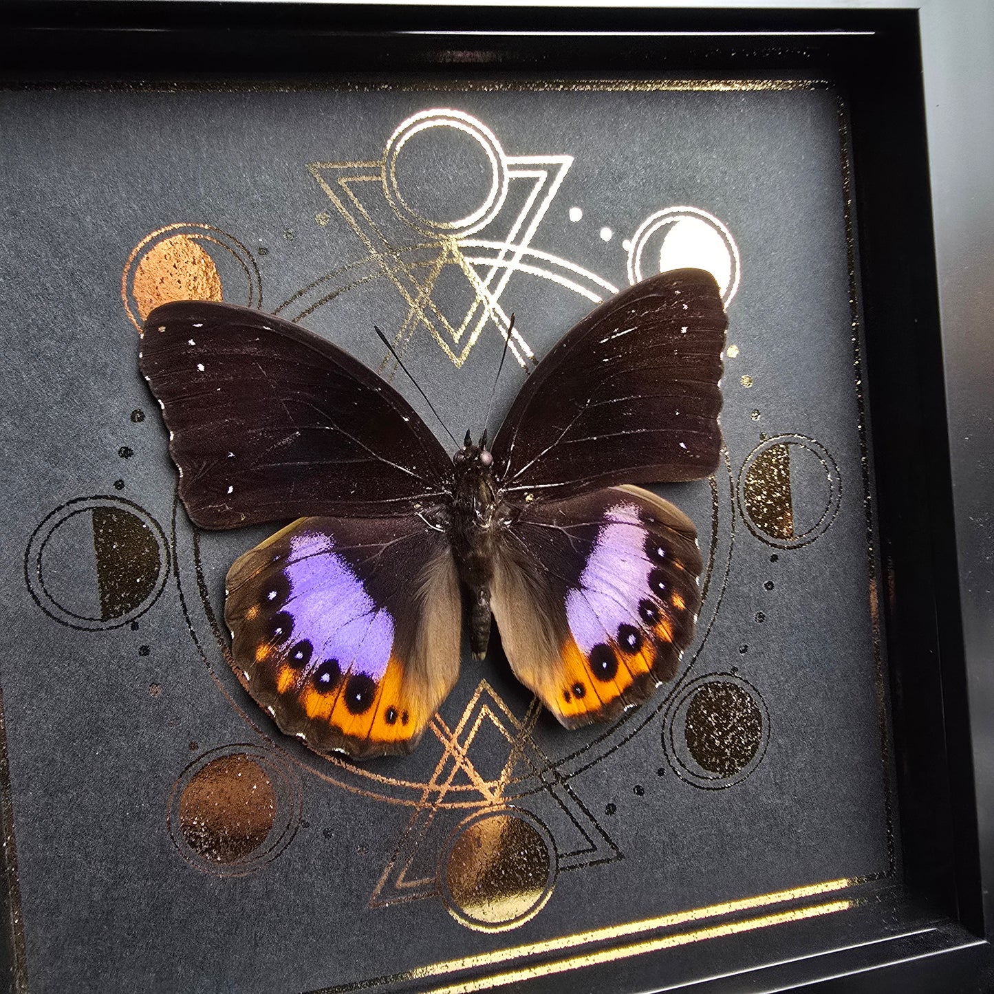 Finest Obituaries | Schmetterling im Rahmen "Hypolimnas Pandarus "