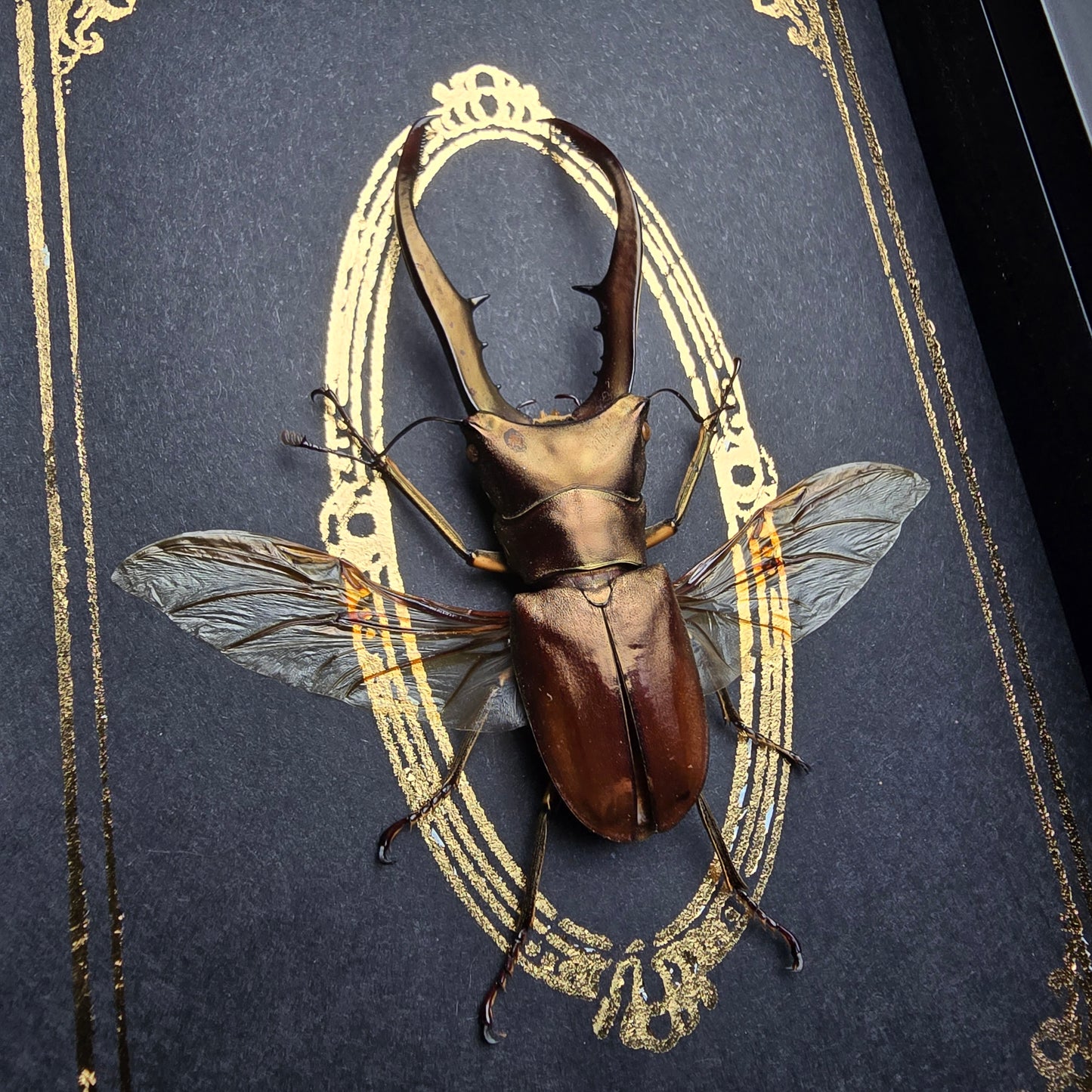 Finest Obituaries | Präparierter Käfer im Rahmen "Cyclommatus Metallifer"