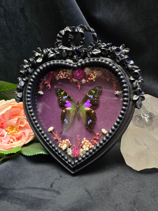 Graphium weiskei butterfly specimen in gothic heart frame with dried flowers
