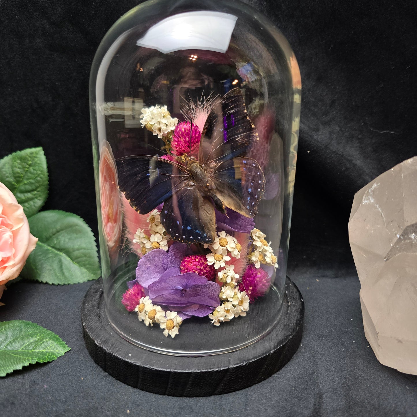 Charaxes numenes butterfly specimen displayed in decorative glass dome with dried flowers