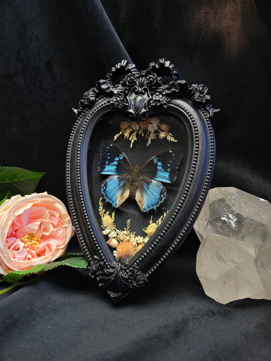 Charaxes smaragdalis butterfly specimen in ornate gothic heart frame with dried flowers