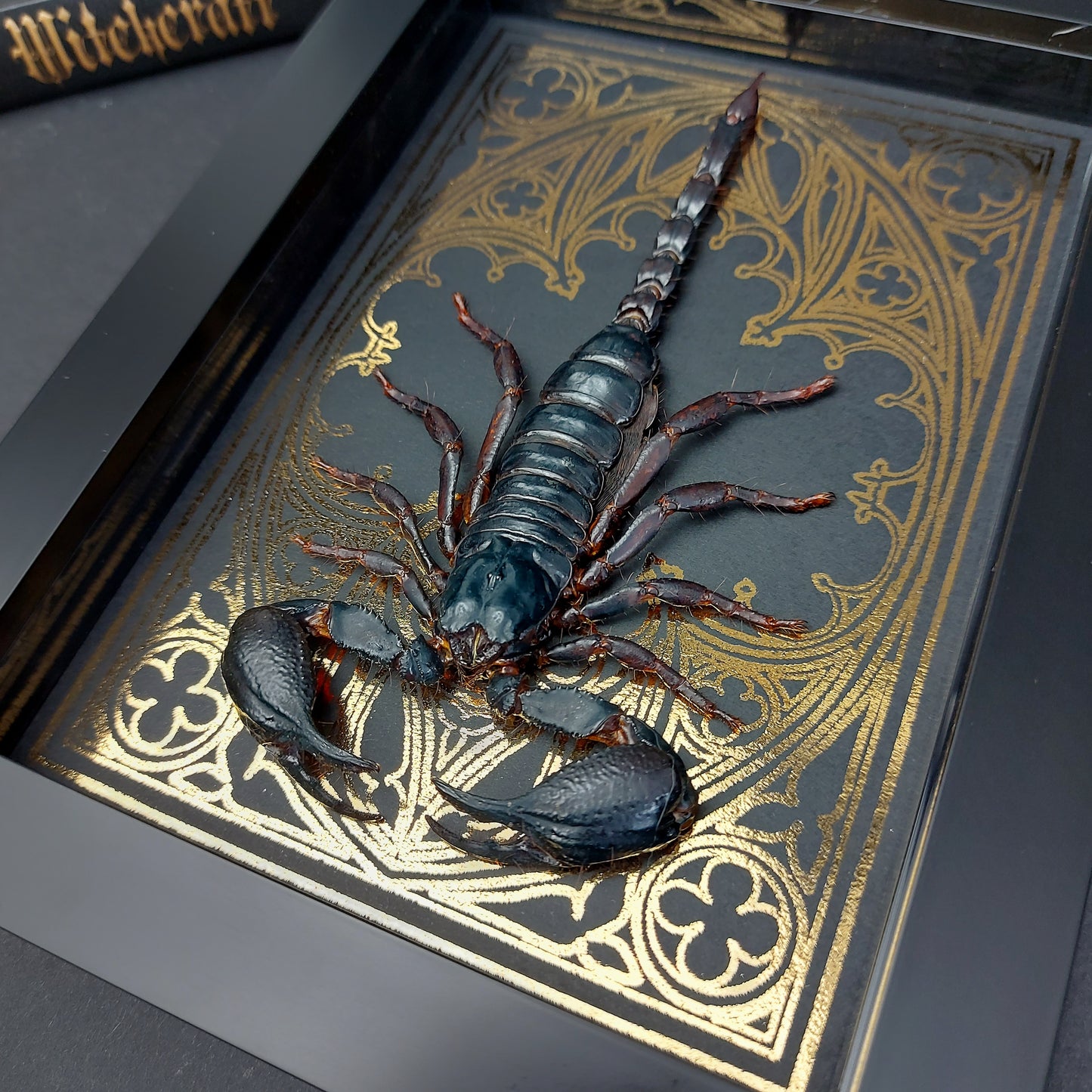 Finest Obituaries | Präparierter Skorpion Heterometrus cyaneus in schwarzem Rahmen mit goldfarbenem, handgearbeitetem Hintergrund im Gothic-Stil.