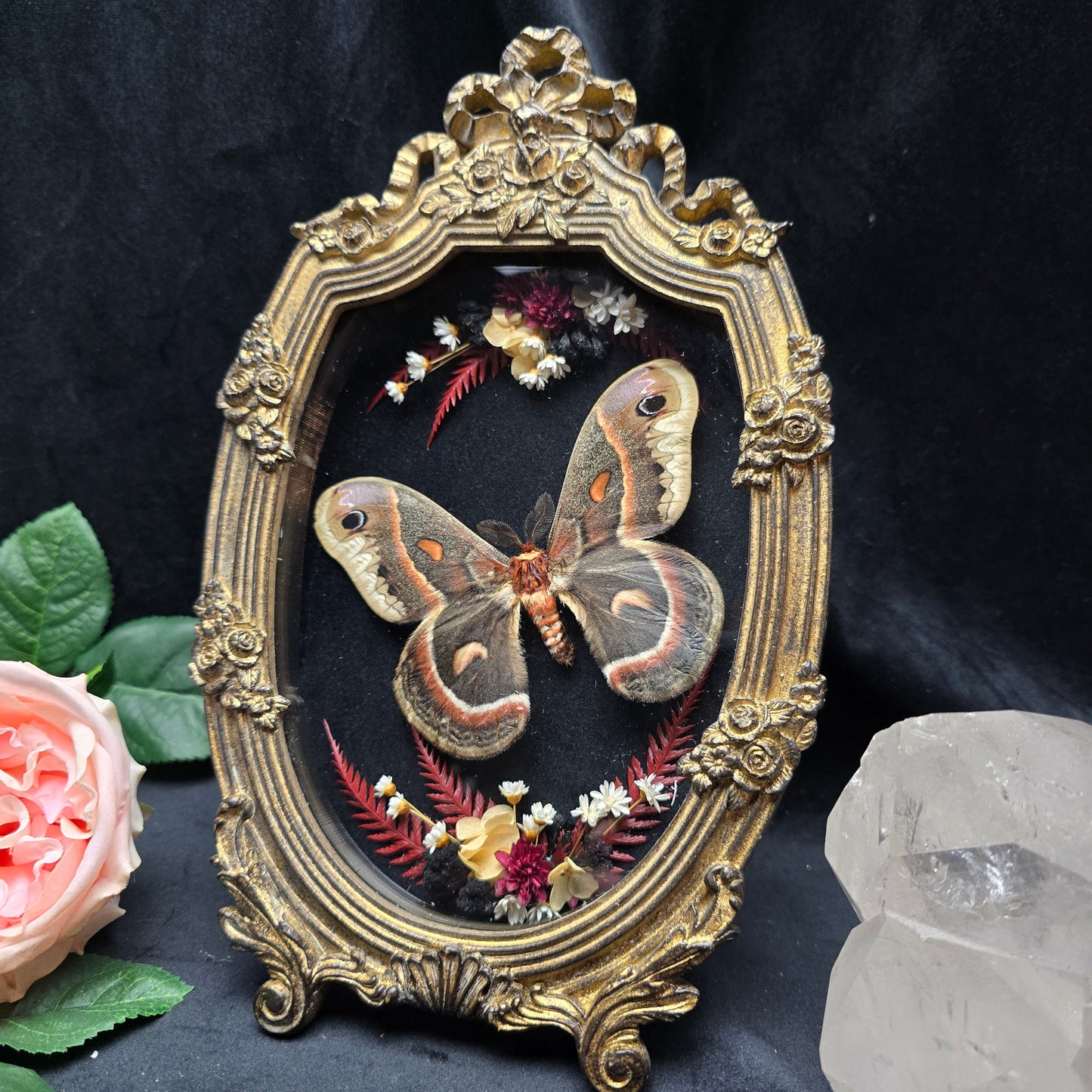 Hyalophora cecropia moth specimen in ornate baroque frame with dried flowers
