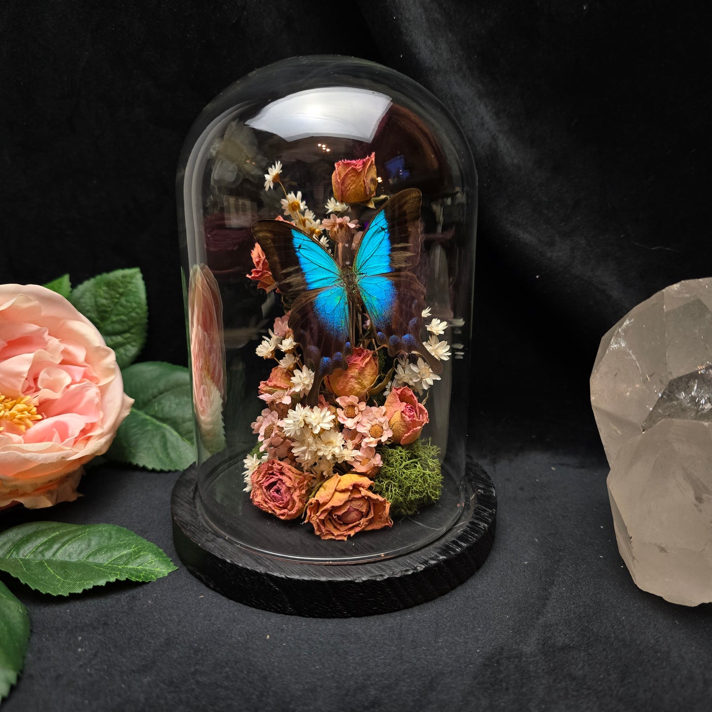 Papilio pericles butterfly specimen in decorative glass dome with dried flowers