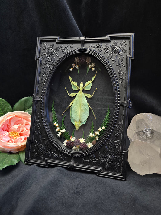 Phyllium pulchrifolium leaf insect specimen in ornate gothic frame with dried flowers