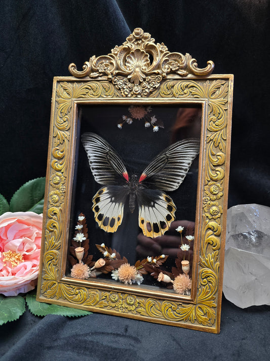 Finest Obituaries |Schmetterling "Papilio Memnon" in Barockrahmen