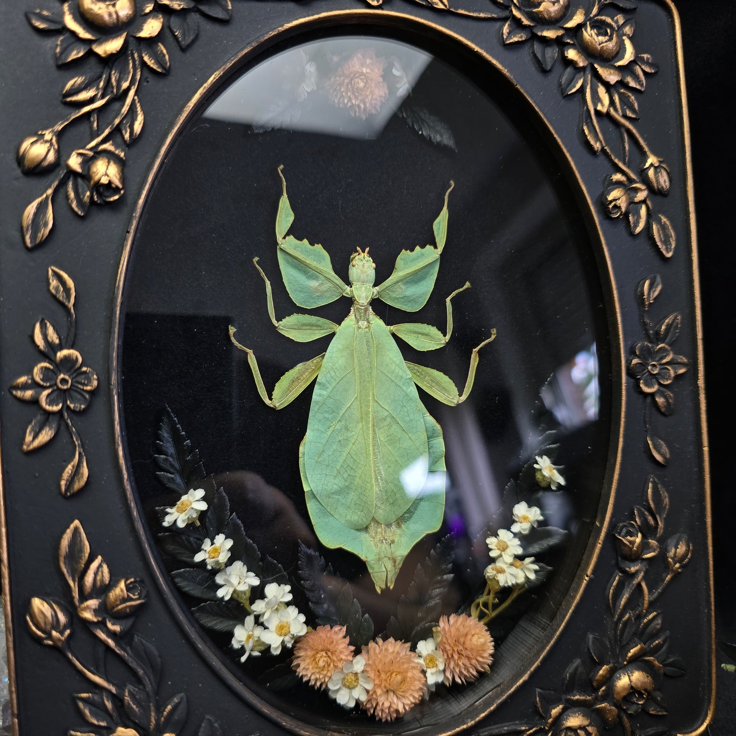 Finest Obituaries | Wandelndes Blatt "Phyllium Pulchrifolium" in Barockrahmen