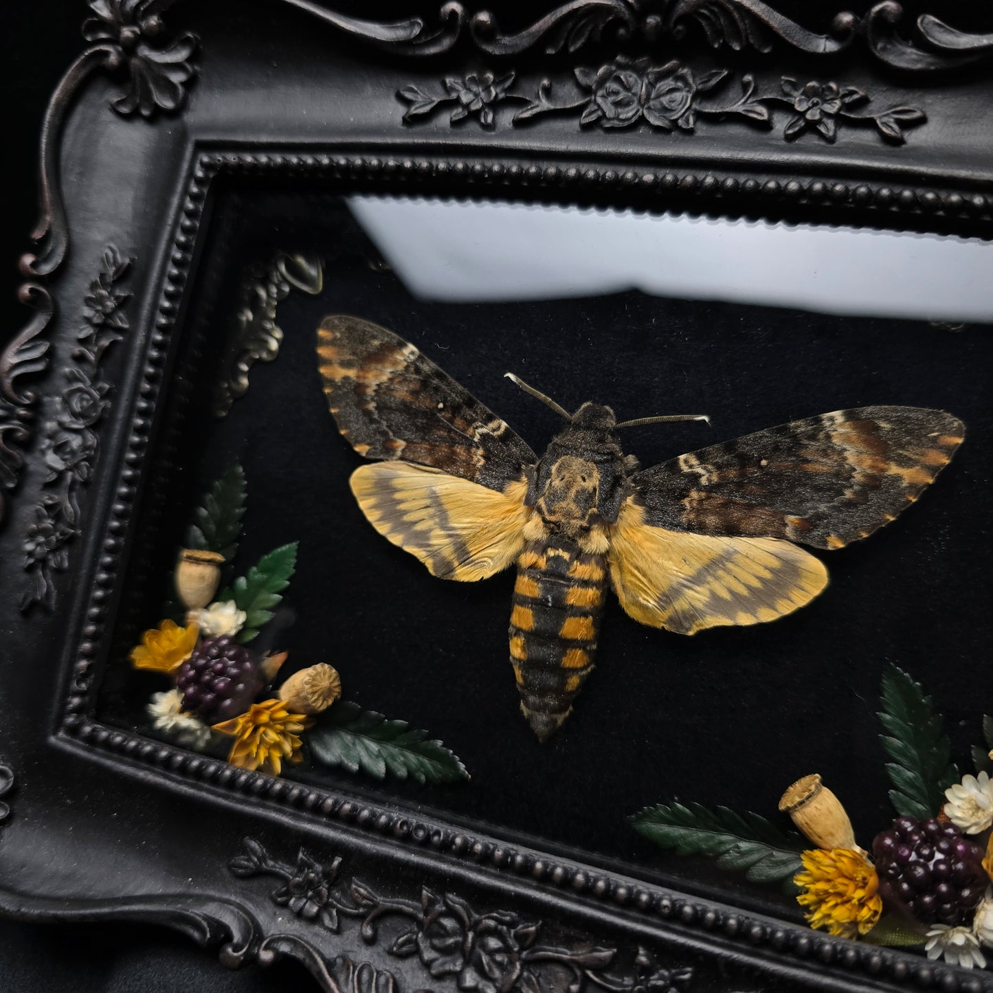 Finest Obituaries | Motte "Acherontia Atropos" in Barockrahmen