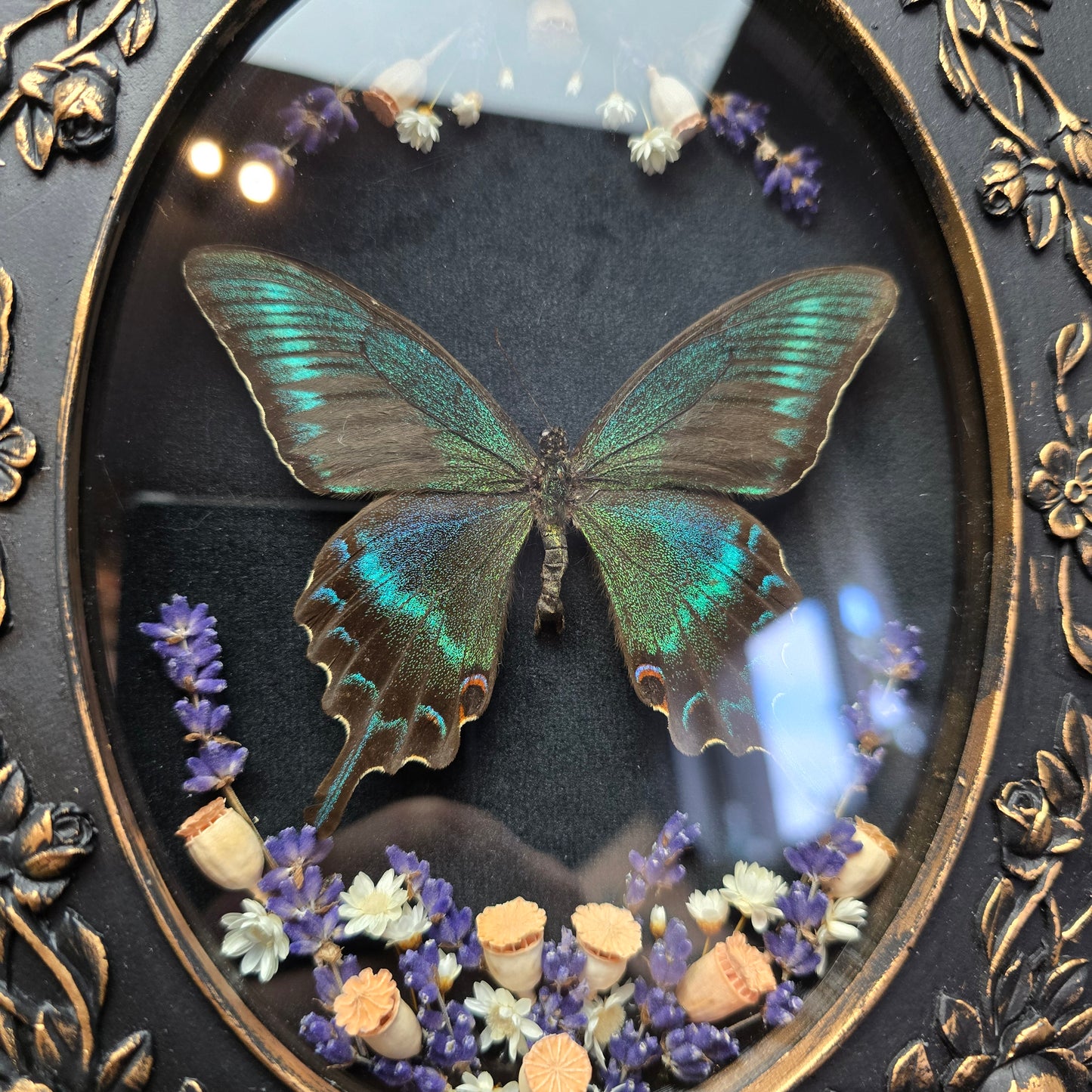 Finest Obituaries | Präparierter Schmetterling "Papilio Maackii Maackii" in Barockrahmen