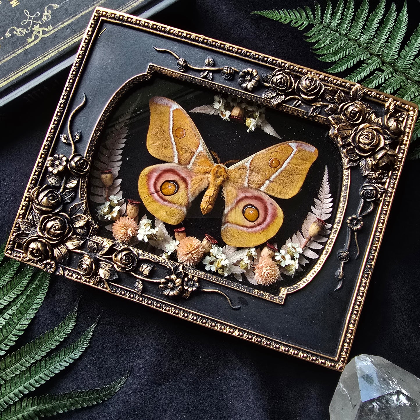Finest Obituaries | Moth "Antheraea Suraka" in Baroque Frame