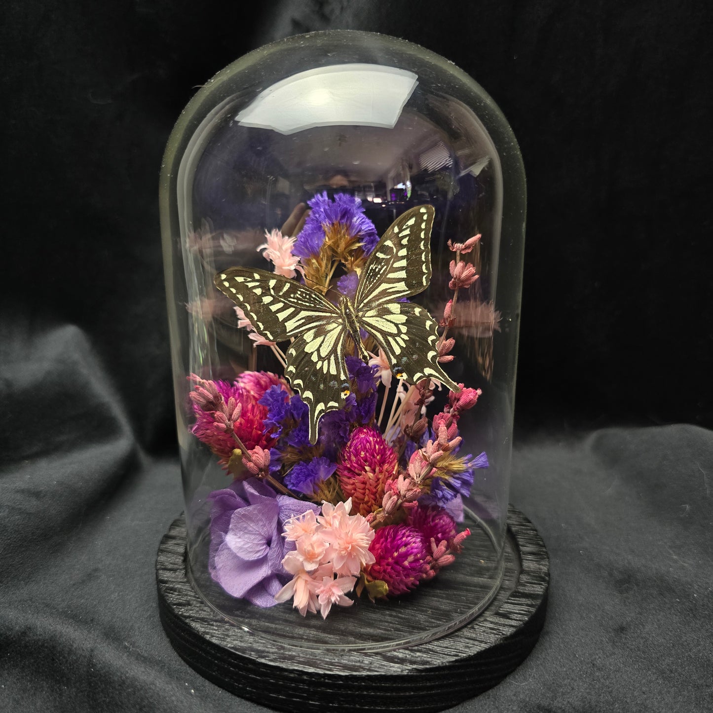 Finest Obituaries | Butterfly in Glass Dome "Papilio Xuthus Xuthus"