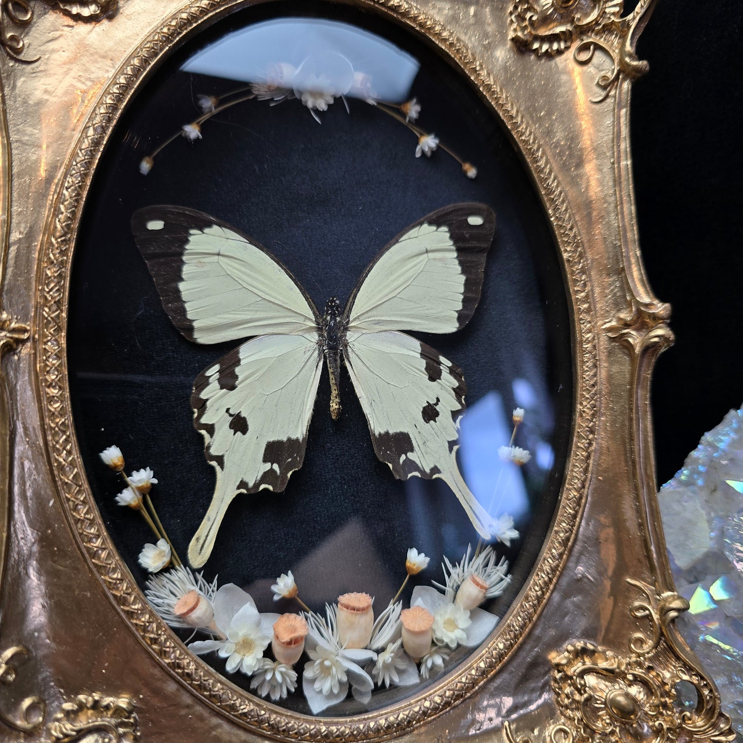 Finest Obituaries | Schmetterling "Dardanus Merionis" in Barockrahmen