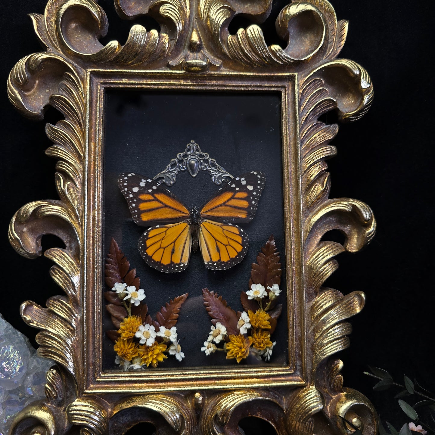 Finest Obituaries | Präparierter Schmetterling "Danaus Plexippus" in Barockrahmen