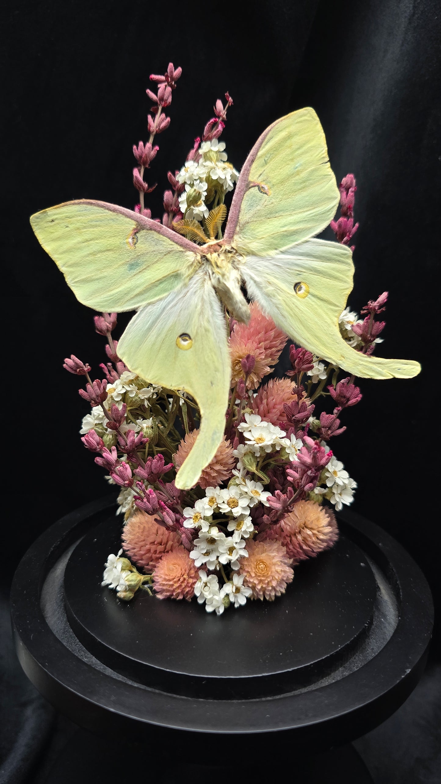 Finest Obituaries | Moth in Glass Dome "Actias Luna"