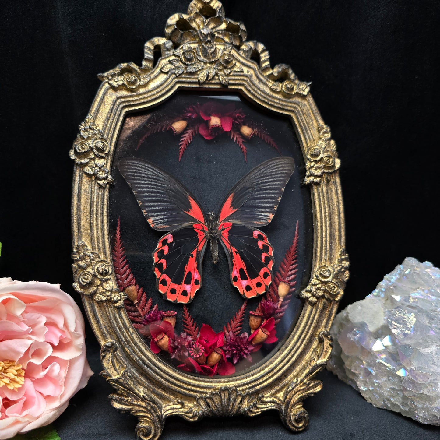 Finest Obituaries |Schmetterling "Papilio Rumanzovia" in Barockrahmen