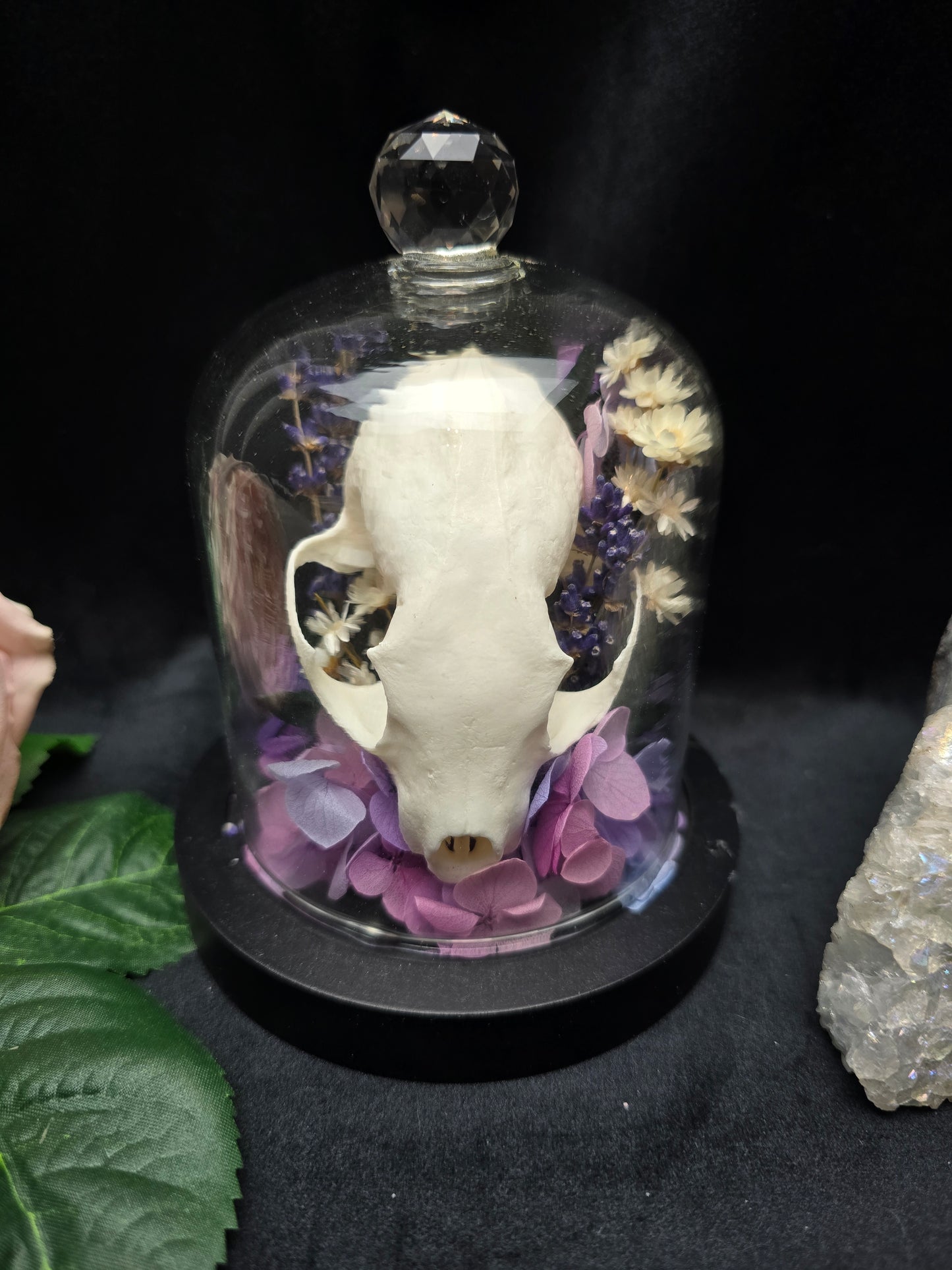 Finest Obituaries | Marten Skull in Glass Dome