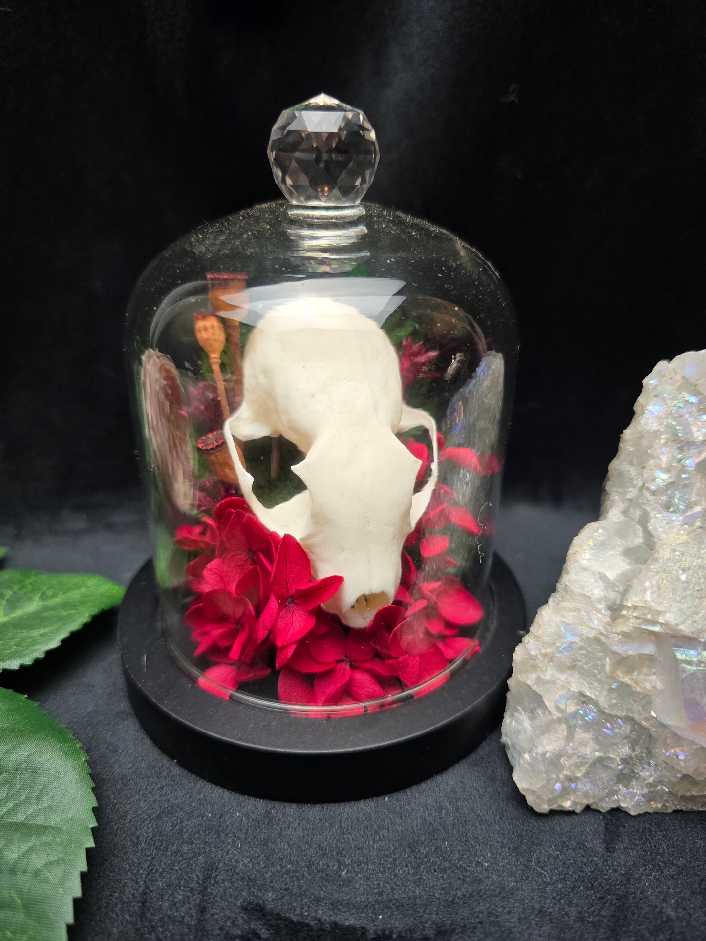 Finest Obituaries | Marten Skull in Glass Dome