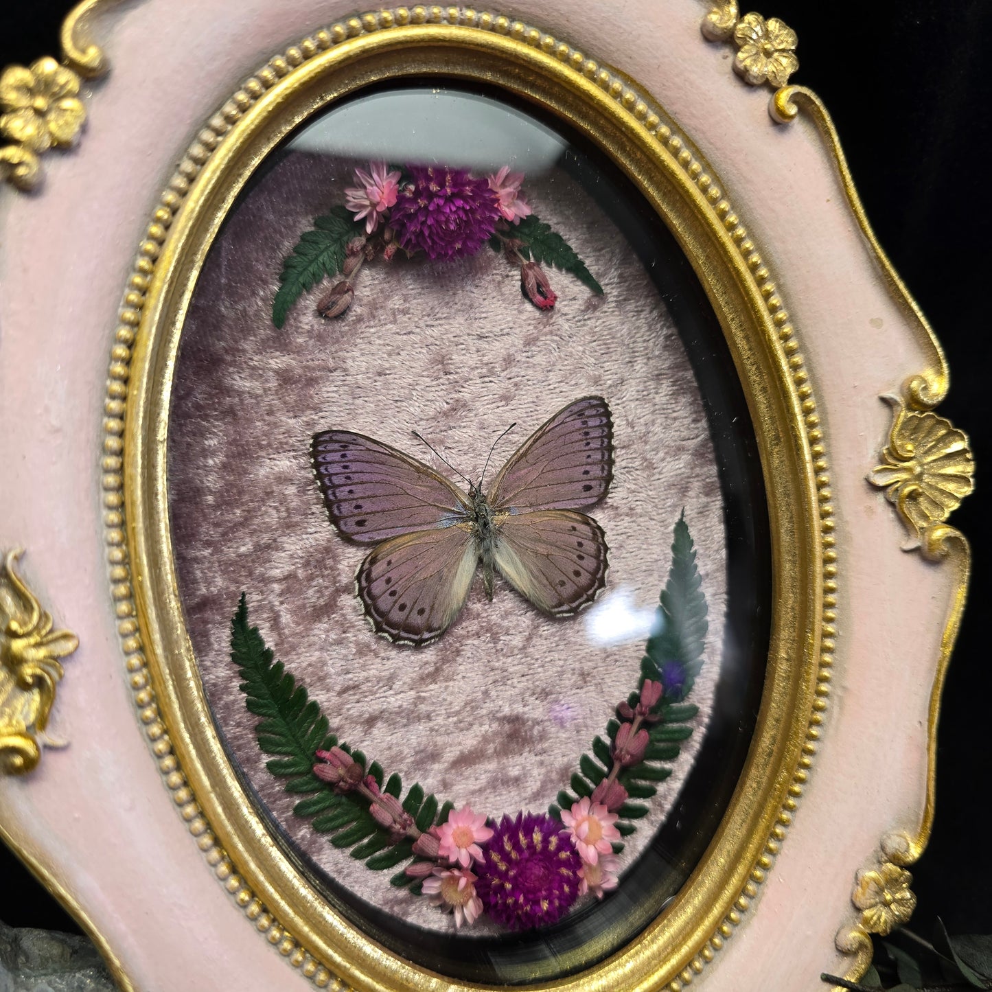 Finest Obituaries | Präparierter Schmetterling "Asterope Pechueli" in Barockrahmen