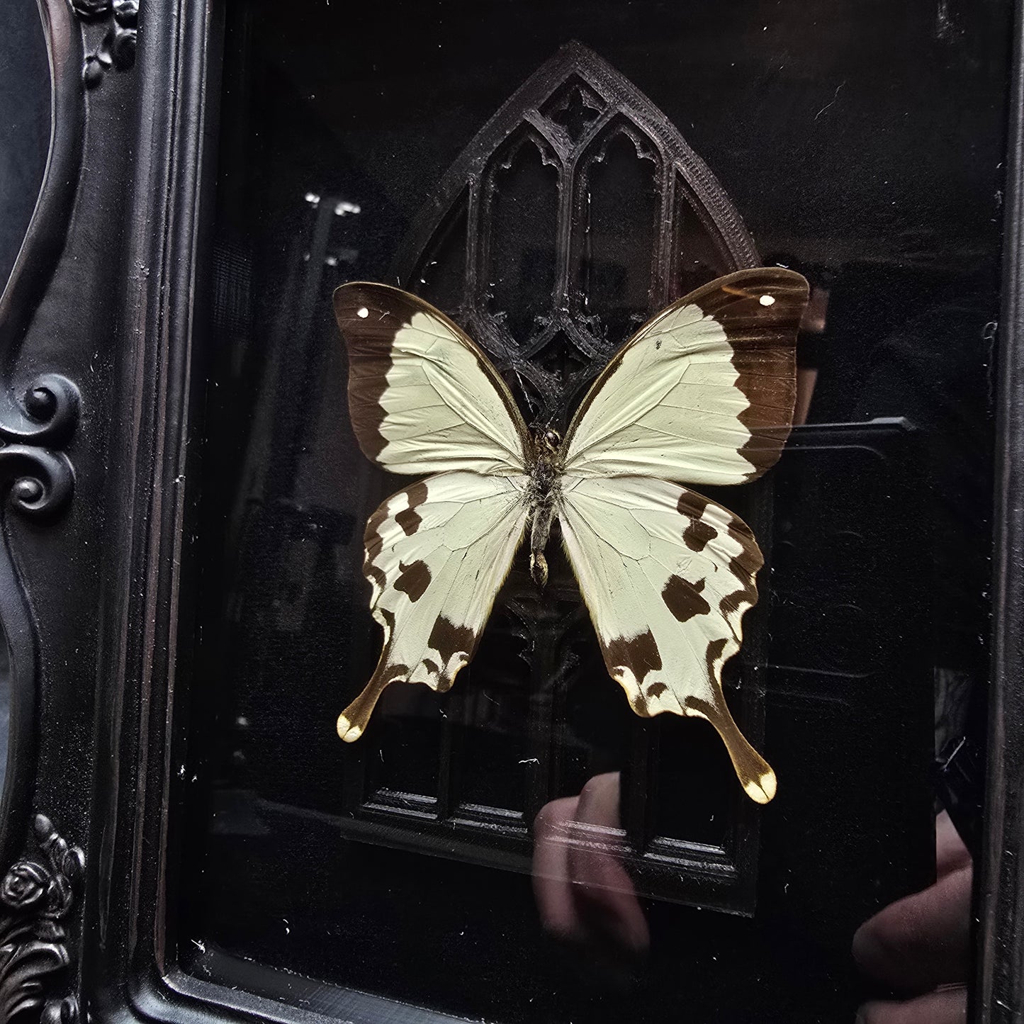 Finest Obituaries | Butterfly "Dardanus Meriones" in Baroque Frame
