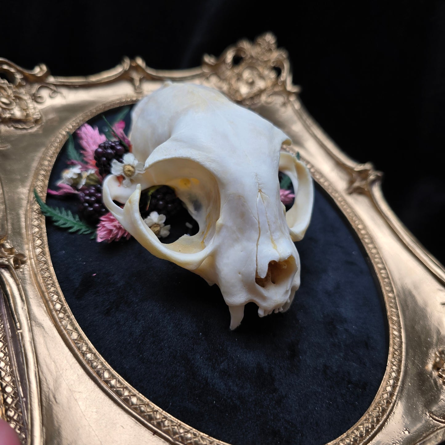 Finest Obituaries | Katzenschädel in Barockrahmen