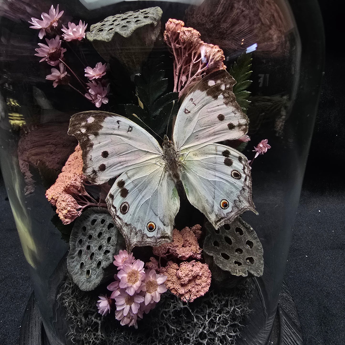 Finest Obituaries | Schmetterling in Glasglocke "Protogoniomorpha Parhassus"