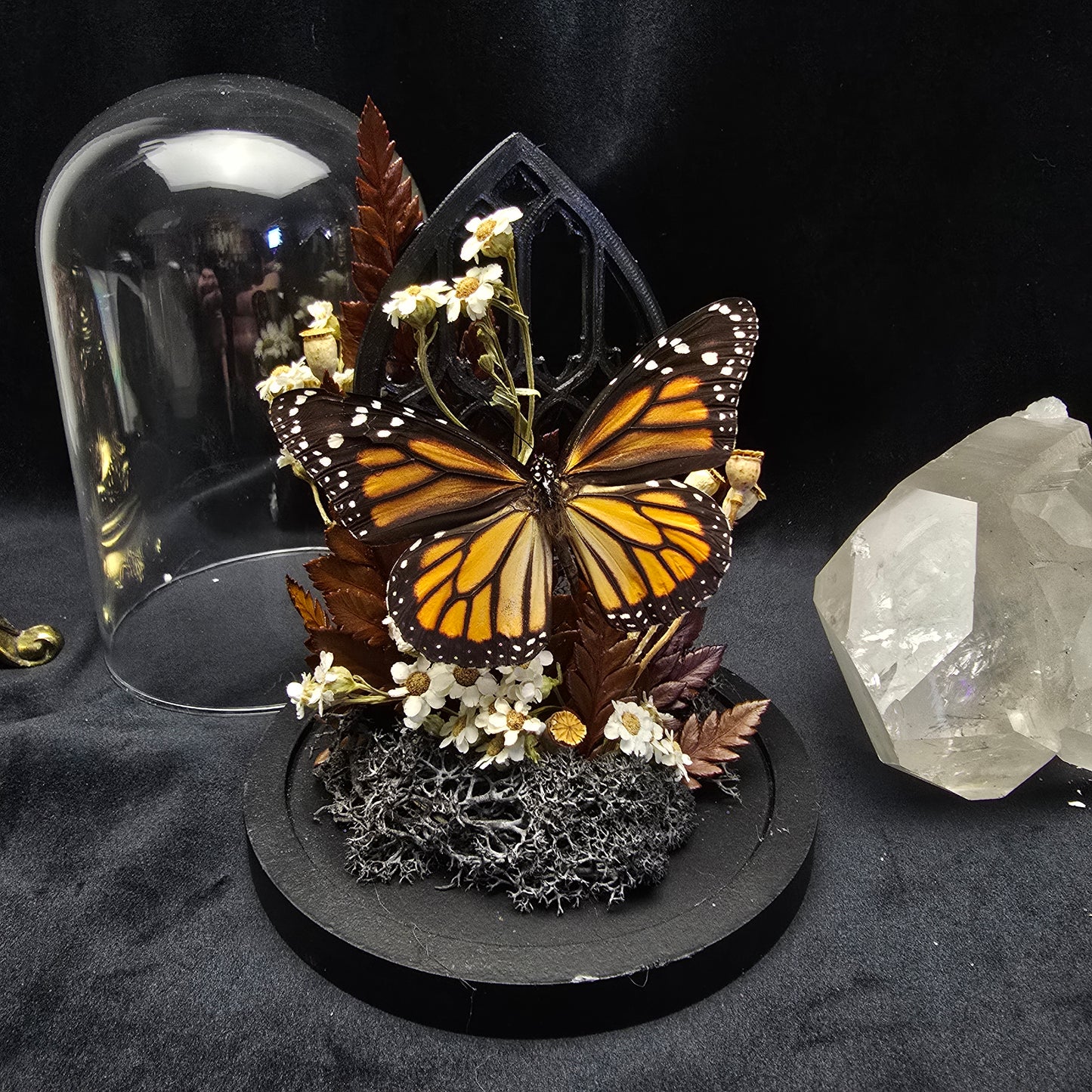 Finest Obituaries | Schmetterling in Glasglocke "Danaus Plexippus"
