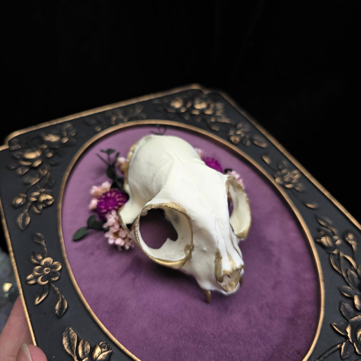 Finest Obituaries | Cat skull on baroque frame
