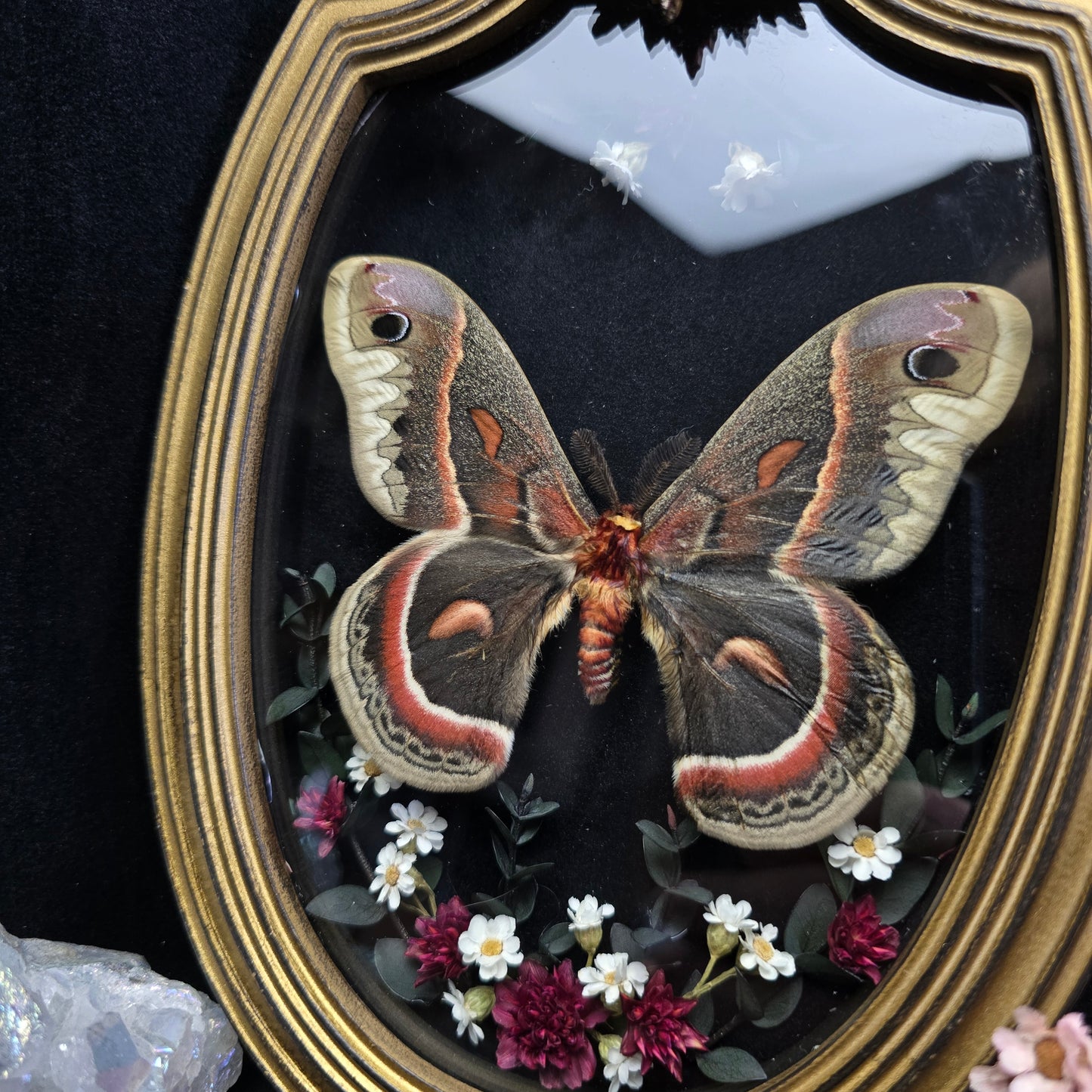 Finest Obituaries | Moth "Hyalophora Cecropia" in Baroque Frame